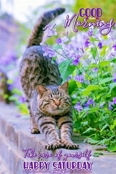 Good Morning Cat Morning Morning Hello Saturday Happy Saturday