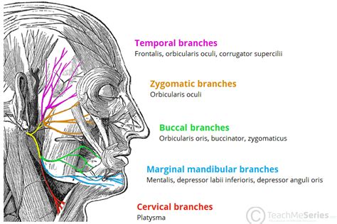 The Facial Nerve Cn Vii Course Functions Teachmeanatomy