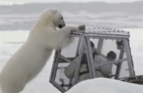 Watch Hungry Polar Bear Meets Man In Perspex Box · The Daily Edge
