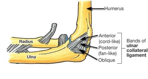 The History And Evolution Of Elbow Medial Ulnar Collateral Ligament