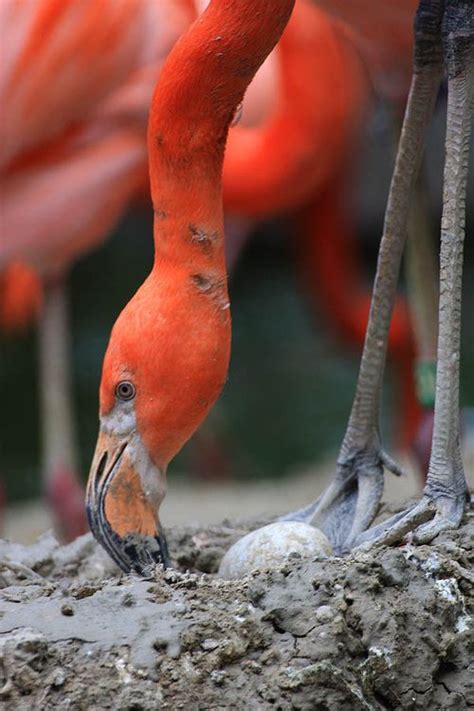Flamingo Decor Vicky Fandango Palau Bird Feathers Pet Birds