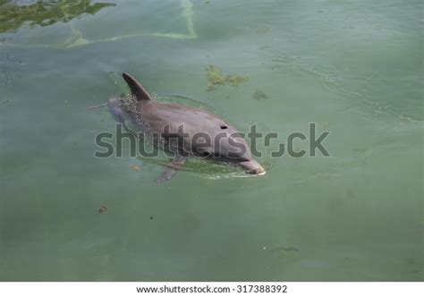 Dolphin Showing Blowhole Surface Breath Stock Photo 317388392
