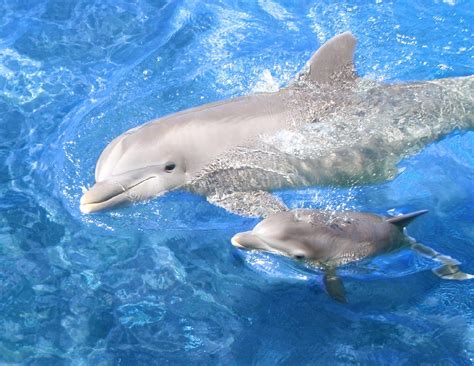اجمل صور بيبى دلفين خلفيات روعة دولفين صغير 2023 Baby Dolphin