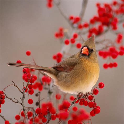 Little Bird On Fruit Branch Ipad Air Wallpapers Free Download