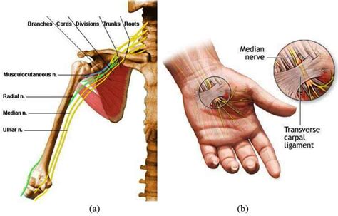 2 A Nerves Muscles In Upper Limb B Median Nerve Muscle At Palm 3