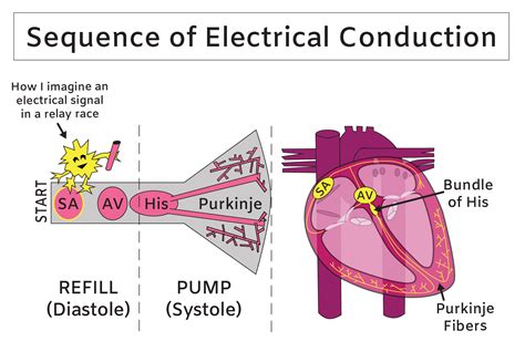 Heart Electrical System Ecg And Sequence Of Electrical Conduction