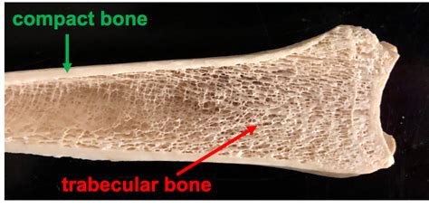Skeletal Tissue Histology