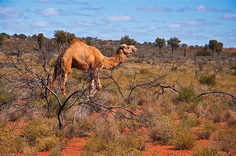 What Adaptations Do Camels Have To Live In The Desert Worldatlas