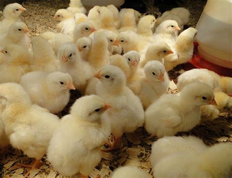 Babcobb White Broiler Chicks For Meat Age One Day Rs 26 Piece Id