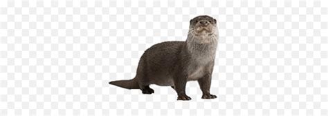 Otters Transparent Png Images Say Otter In Spanish River Transparent Background Free