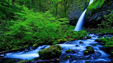 Forest Stream Stones Green Moss Waterfall Nature Trees Hd Wallpaper