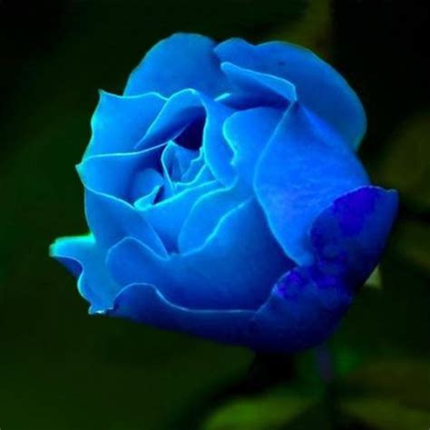 Where Can I Buy A Blue Rose Plant Home And Garden Reference