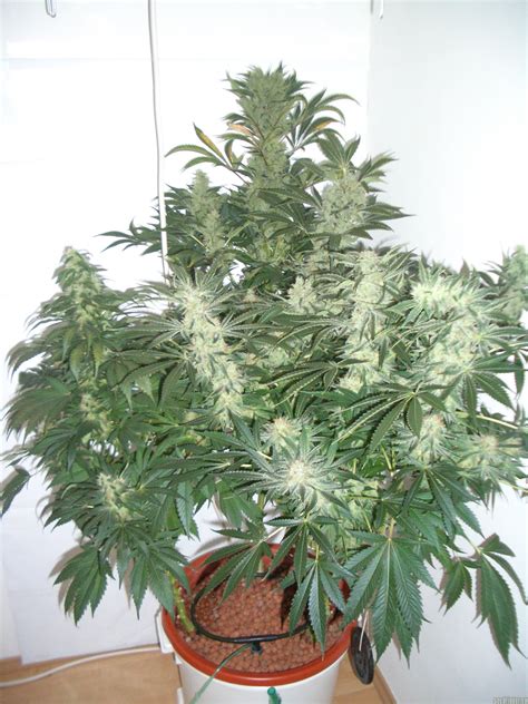 Strain Gallery Sensi Star Paradise Seeds Pic 06091665682389255 By Balok