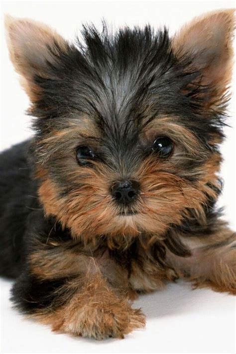 pin by denyse leahy on yorkshire terrier the more the merrier yorkshire terrier puppies