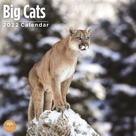 Wild Cat Calendars ~ Big Cat Calendars ~ Tigers ~ Lions ~ 2024