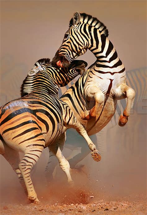 Johan Swanepoel Stock Images And Prints Zebra Stallions Fighting In