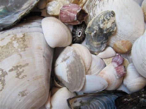 Southern California Seashells Beach Treasures And Treasure Beaches