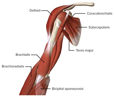 Posterior Upper Limb Muscles