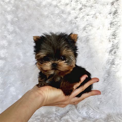 Their big fluffy tails fan over. Extreme Micro Teacup Yorkie Puppy for Sale! Los angeles ...