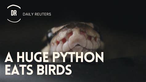 A Huge Python Eats Birds While Hanging Upside Down From A Gutter In