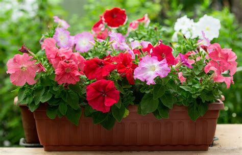 How To Care For Petunias — Our Guide And Tips That Work