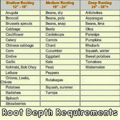 Root depth for plants | Snap beans, Plant roots, Garlic kale