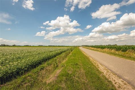 Curved Road Through An Agricultural Area In The Netherlands Stock Image