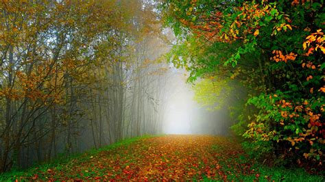 Wallpaper Morning Nature Scenery Forest Trees Colorful Leaves Road