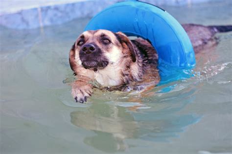 Happy Dog Is Swimming In A Blue Rubber Ring For Animals Dog Learns To