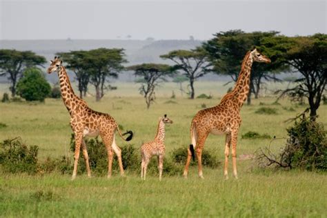 Giraffes In Serengeti National Park Wildlife Safari In Serengeti