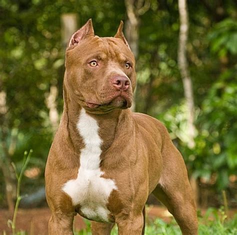 25 Most Dangerous Dogs In South Africa Breeds With Photos Za