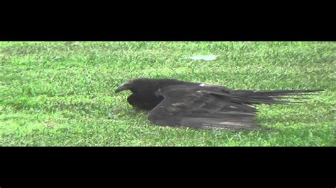 Claws Vulture Release Youtube