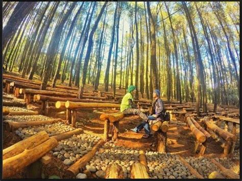 Hutan Pinus Pengger Wisata Bantul Dengan Jejeran Spot Selfie Keren