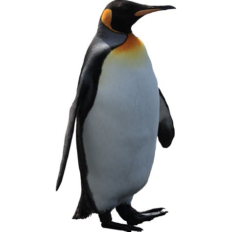 Collection Of Penguin Hd Png Pluspng