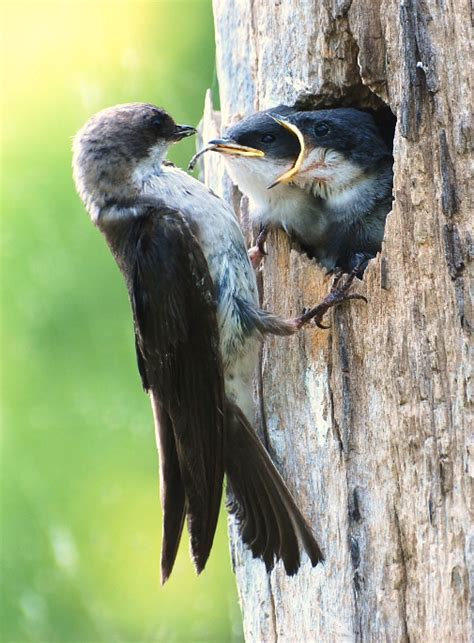 Myths About Nesting Birds