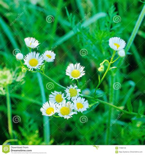 Wild Camomile Flowers Stock Photo Image Of Hipster Meadow 77868146