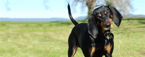 Black And Tan Coonhound Dog Breed Facts And Information Wag Dog