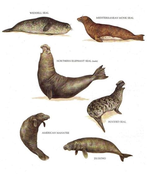 Sea Mammals Names Pets Lovers