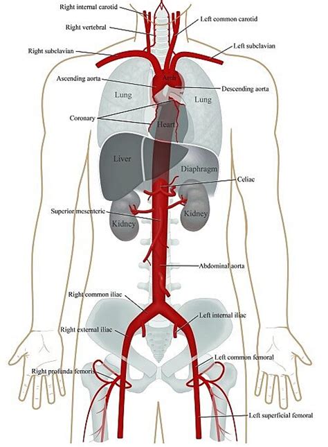 Aorta Anatomy Uf Health