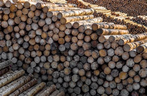 Pile Of Wood Logs As Natural Resource Stock Image Image Of