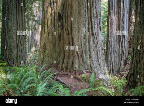 Immense Old Growth California Redwoods In Redwood National Park