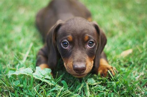 Dachshund Puppies For Sale - Pet Adoption and Sales