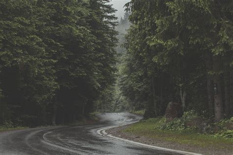 Winding Road Forest Royalty Free Stock Photo