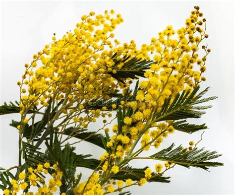 Fine Yellow Flowers Mimosa Acacia Dealbata Stock Image Image Of