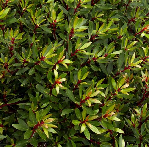 Mountain Pepper Drimys Lanceolata Monrovia Plant