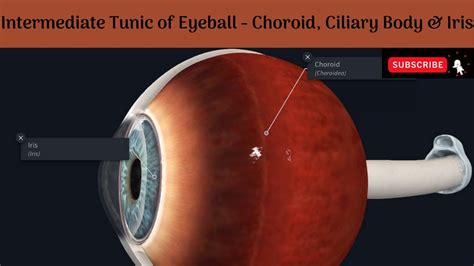 Intermediate Tunic Of Eyeball Choroid Ciliary Body And Iris Structure