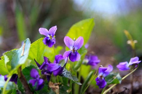 February Birth Month Flowers Violet Iris And Primrose Petal Republic