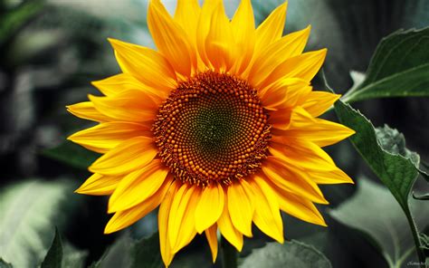 Download Sunflower Wallpaper Hd Desktop By Kristinel Sunflower