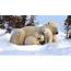Picture Perfect Polar Bear Family Chills Out In The Snow  TODAYcom