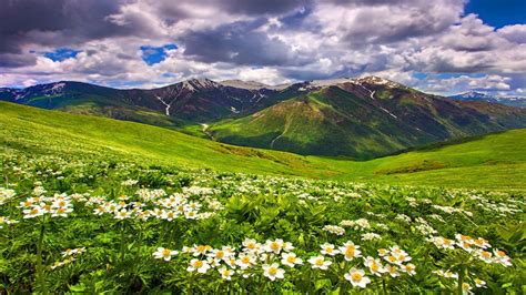 Field Of Flowers In The Mountain Summer Sky Hd Wallpaper